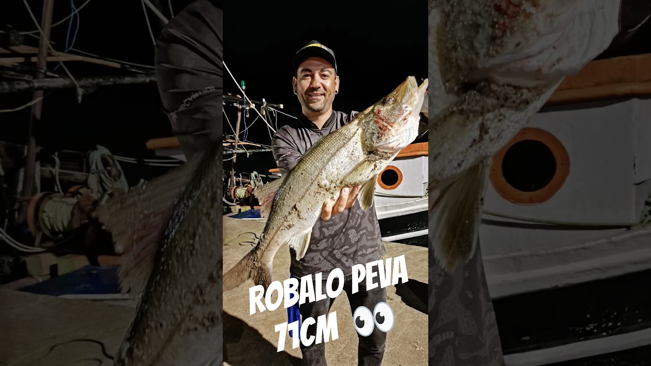 Robalo Peva de 71cm 👀🐟🤘🎣 #robalo #robalopeva