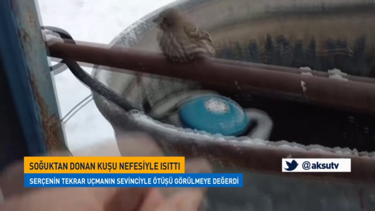 Soğuktan Donan Kuşu Nefesiyle Isıttı