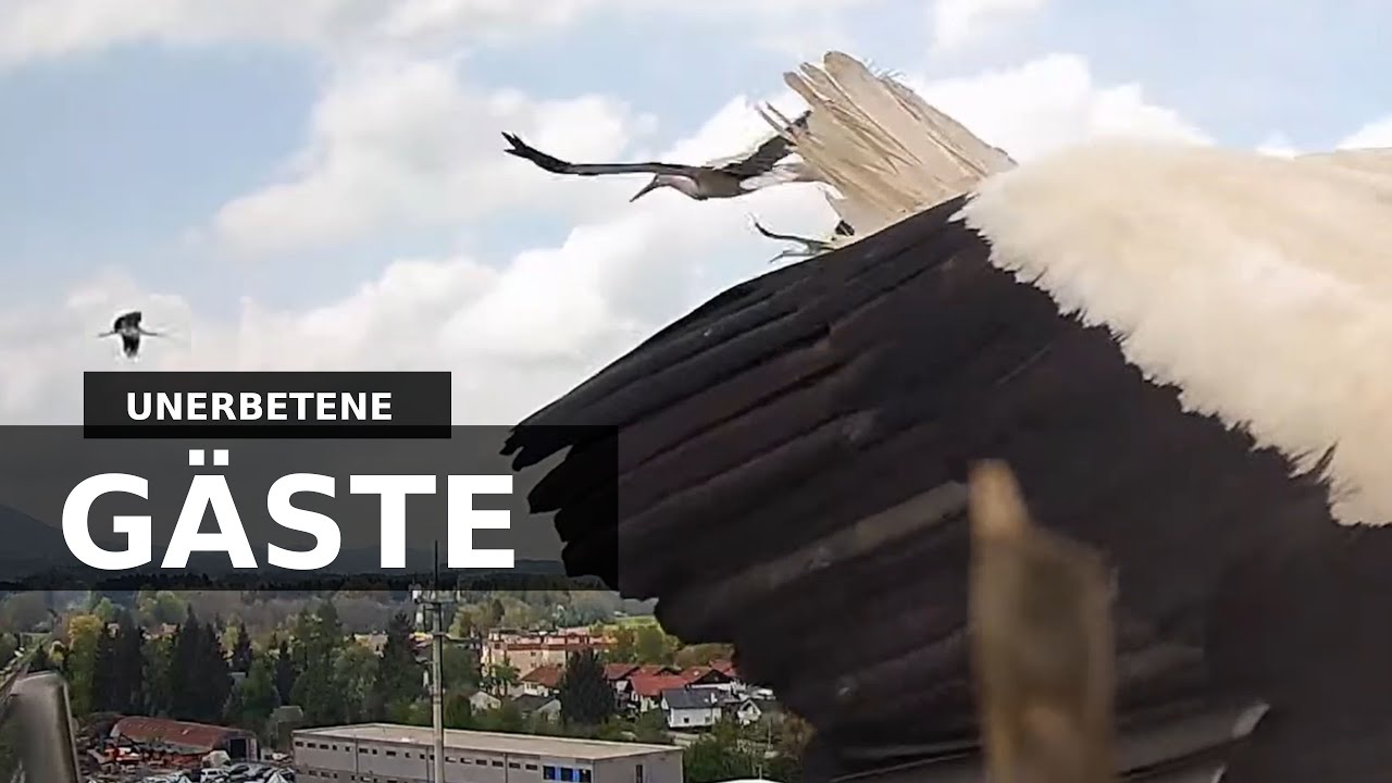 2022-05-02 14:52 - Drei fremde Störche über dem Nest - Störche Freilassing