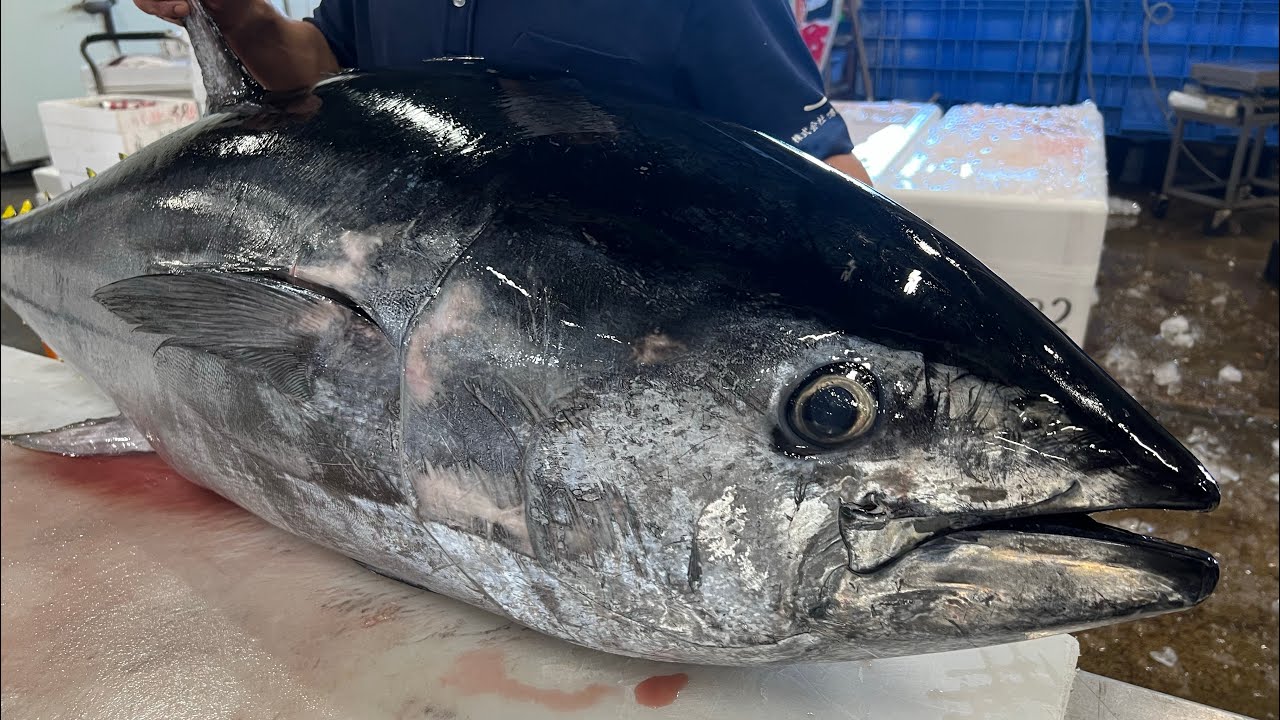 【職人】出刃包丁1本で66kg本マグロを捌く！