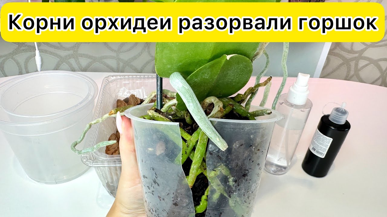 Корни орхидеи разорвали горшок Как пересадить орхидею
