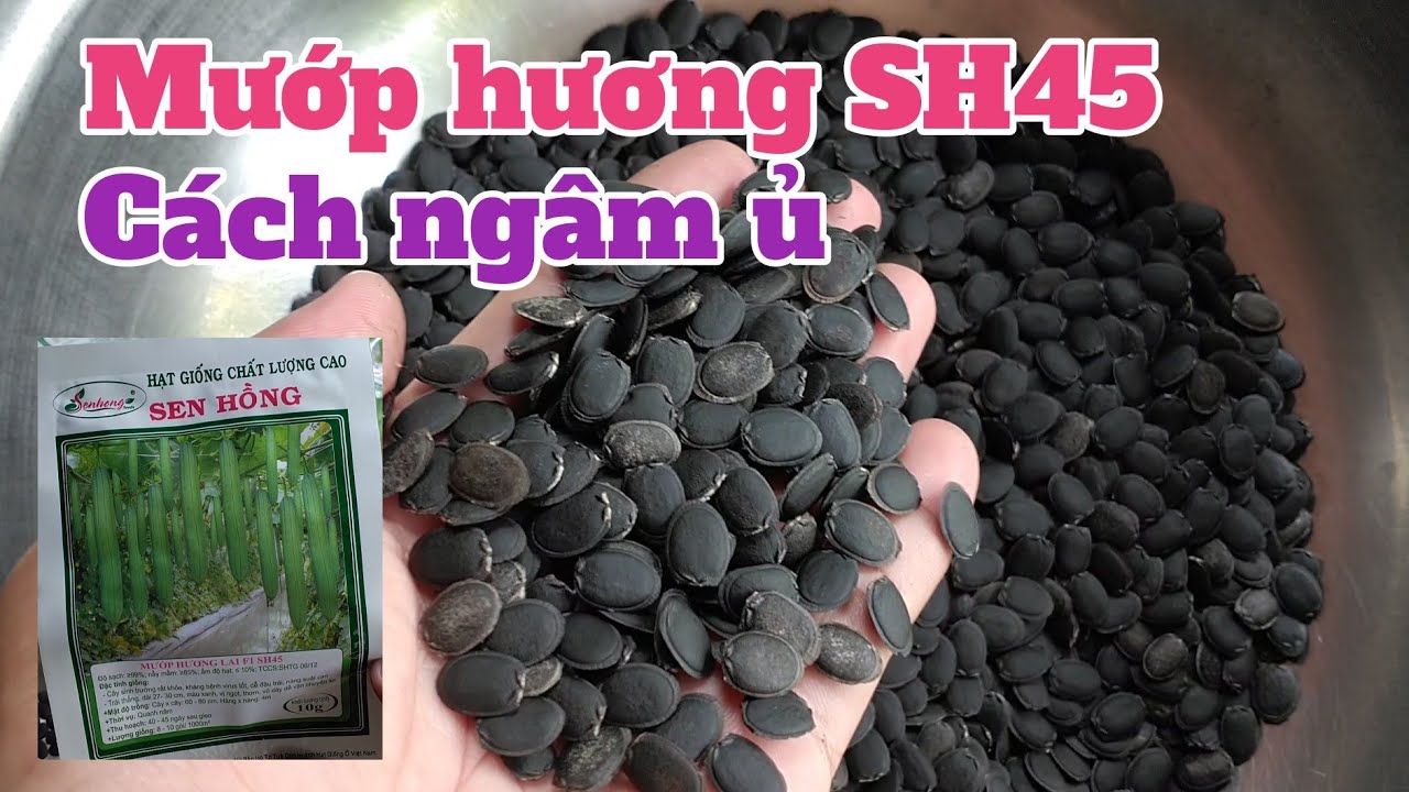 Kỹ thuật trồng mướp hương SH45: P3-Cách ngâm ủ