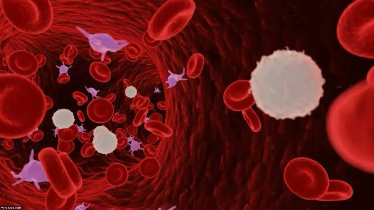 Blood Physiology -1 by Dr.Elsherif , Alexandria University