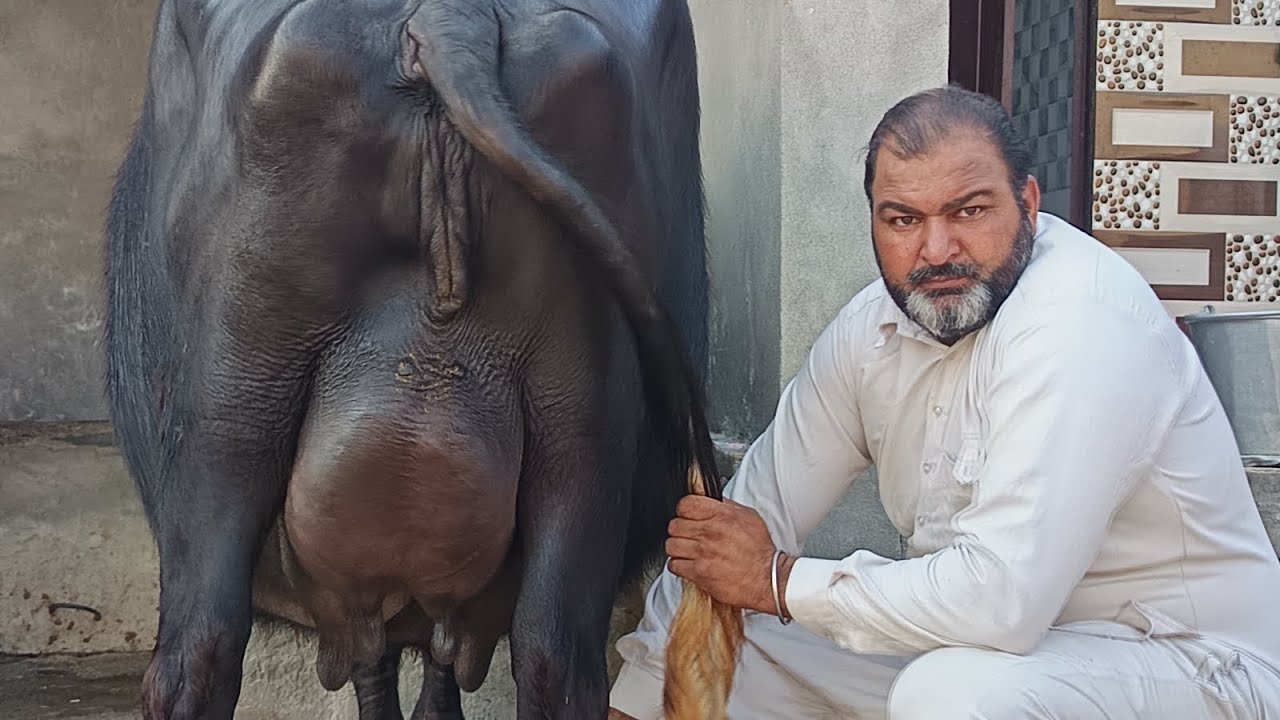 ਦਲੇਰ ਡੱਲ ਵਾਲਾ ਲੈ ਆਇਆ 14+ ਵਾਲਾ ਨਗੀਨਾ ਲੁੱਟ ਲੋ ਮੇਲਾ 92,000 ਹਜਾਰ ਵਿੱਚ ਦੋਵੇਂ ਚੋਟੀਆਂ ਸਿਰੇ ਦੀਆਂ 9779249006👈