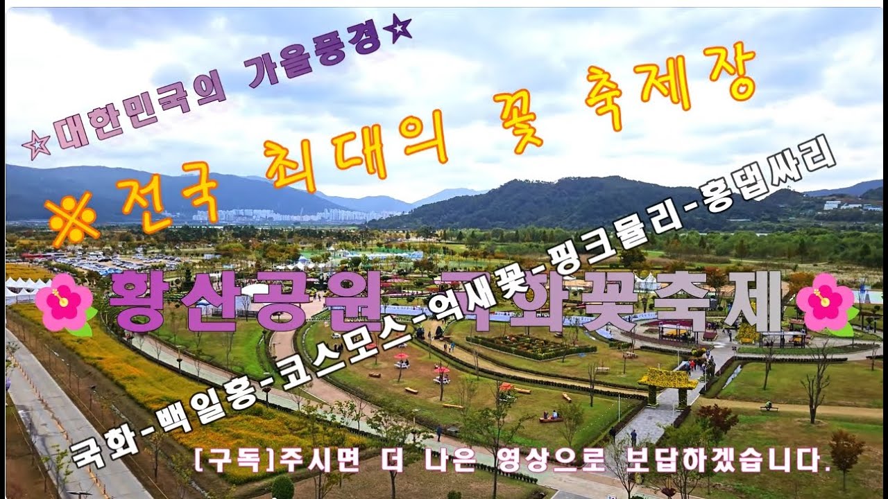 🌏대한민국의 가을풍경🍁 28. 황산공원 국화꽃축제 [전국최대 가을꽃 광장]①국화,②백일홍,③코스모스,④핑크뮬리,⑤억새꽃,⑥댑싸리를 한꺼번에 볼 수 있는 국내 유일의 강변공원🍁