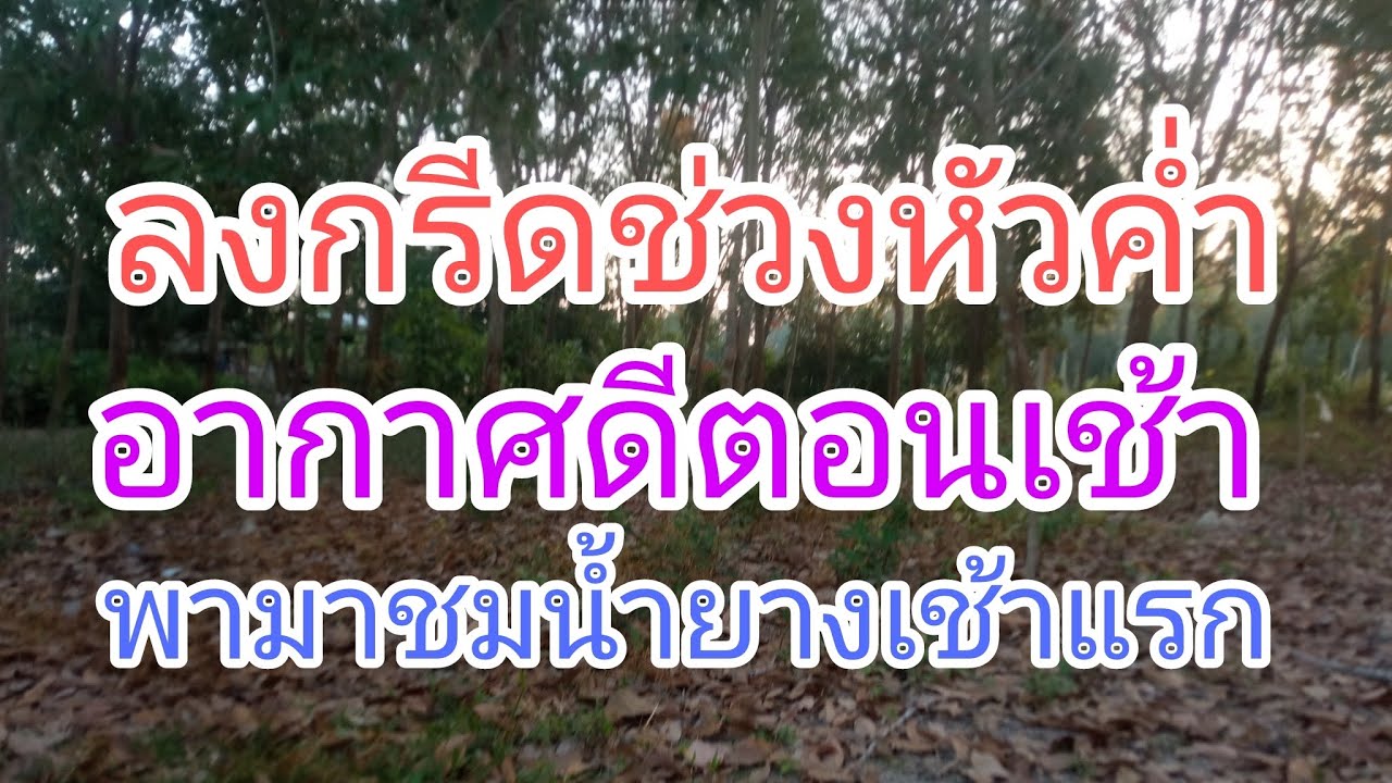 ลงกรีดยางช่วงหัวค่ำอากาศดีตอนเช้าๆพามาชมน้ำยางเช้าแรกครับ