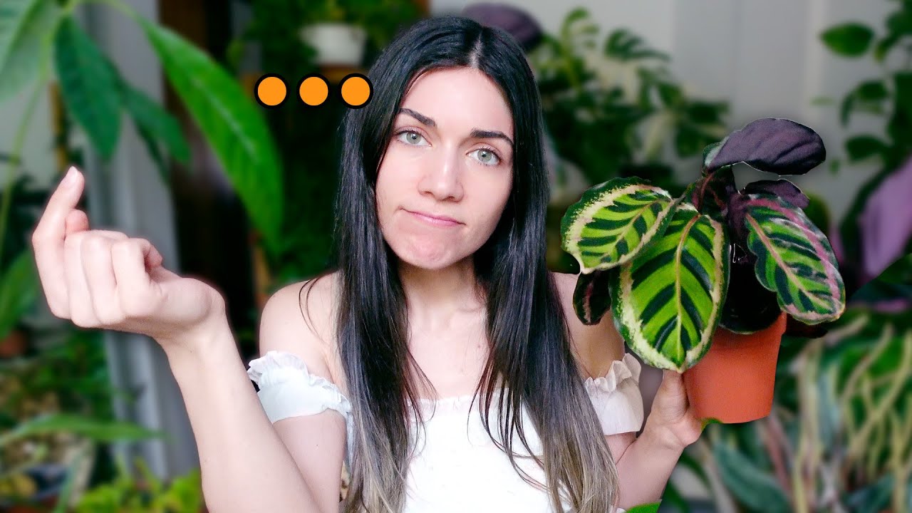 Plantas de interior: &iquest;son un error? Arquitecta opina