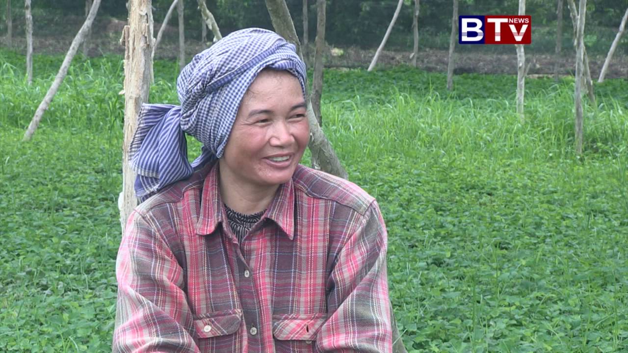 AGRICULTURE_Sweet Basil  (Break 02) ដំណាំ ជីរនាងវង