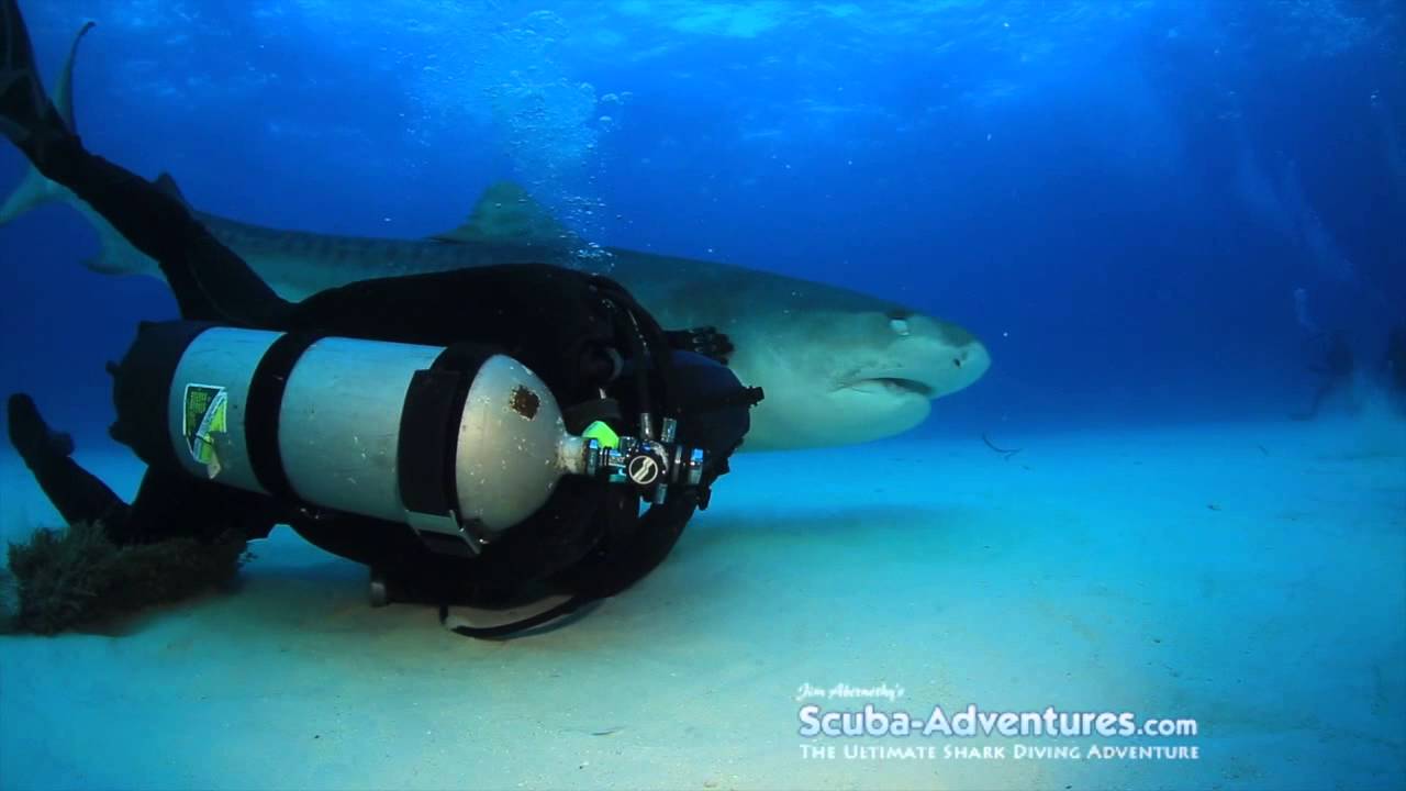 WSV: Shark Affection Part 1