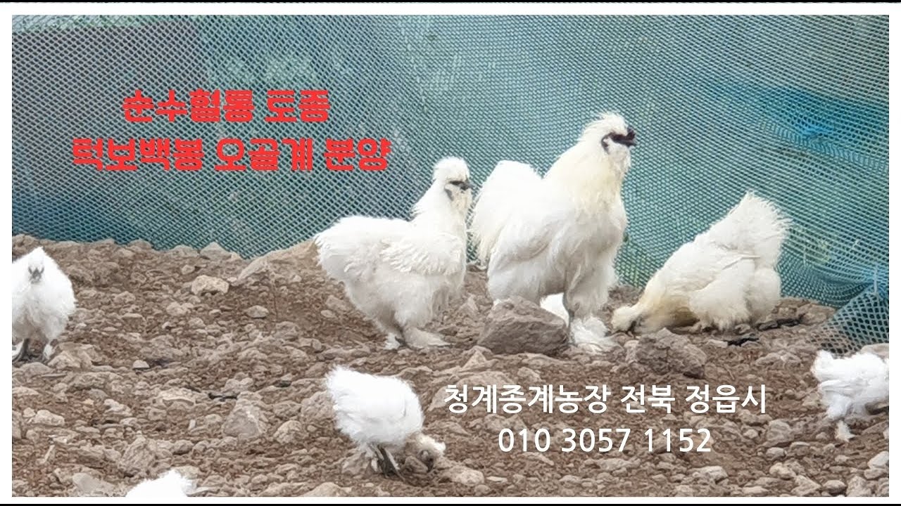 토종 턱보백봉 오골계 종계군 & 청계 종계농장, 2026,3,3,