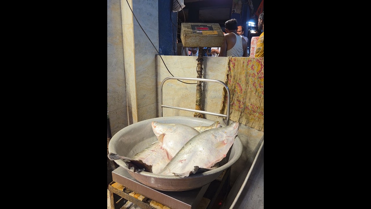 BIG CHITAL FISH SELLING HOWRAH FISH MARKET! 🐟🐠🎣 #FishMarket #Howrah #ChitalFish #Wholesale