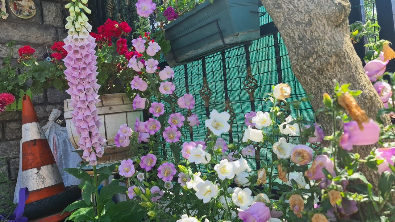 Begonvil Kraliçesi'nin Bahçesinden Renk Renk Yüksükotu, Çan Çiçekleri, Şebboylar, Sardunyalar..