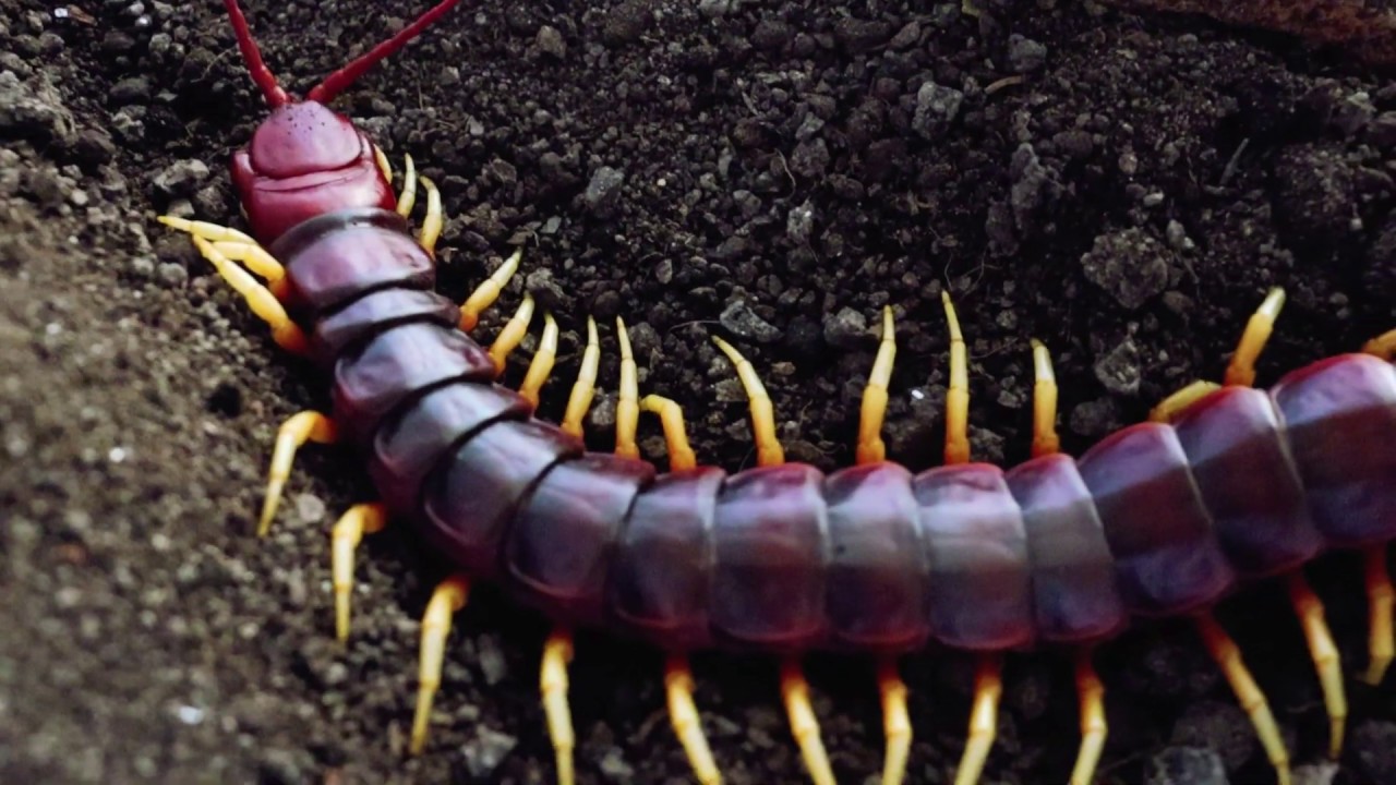 지네 Log1. 세계에서 가장 큰 지네: 붉 기간티아 - The world largest centipede: Scolopendra gigantia(Red)