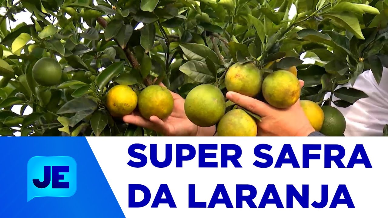 Sergipe registra super safra de laranja - JE