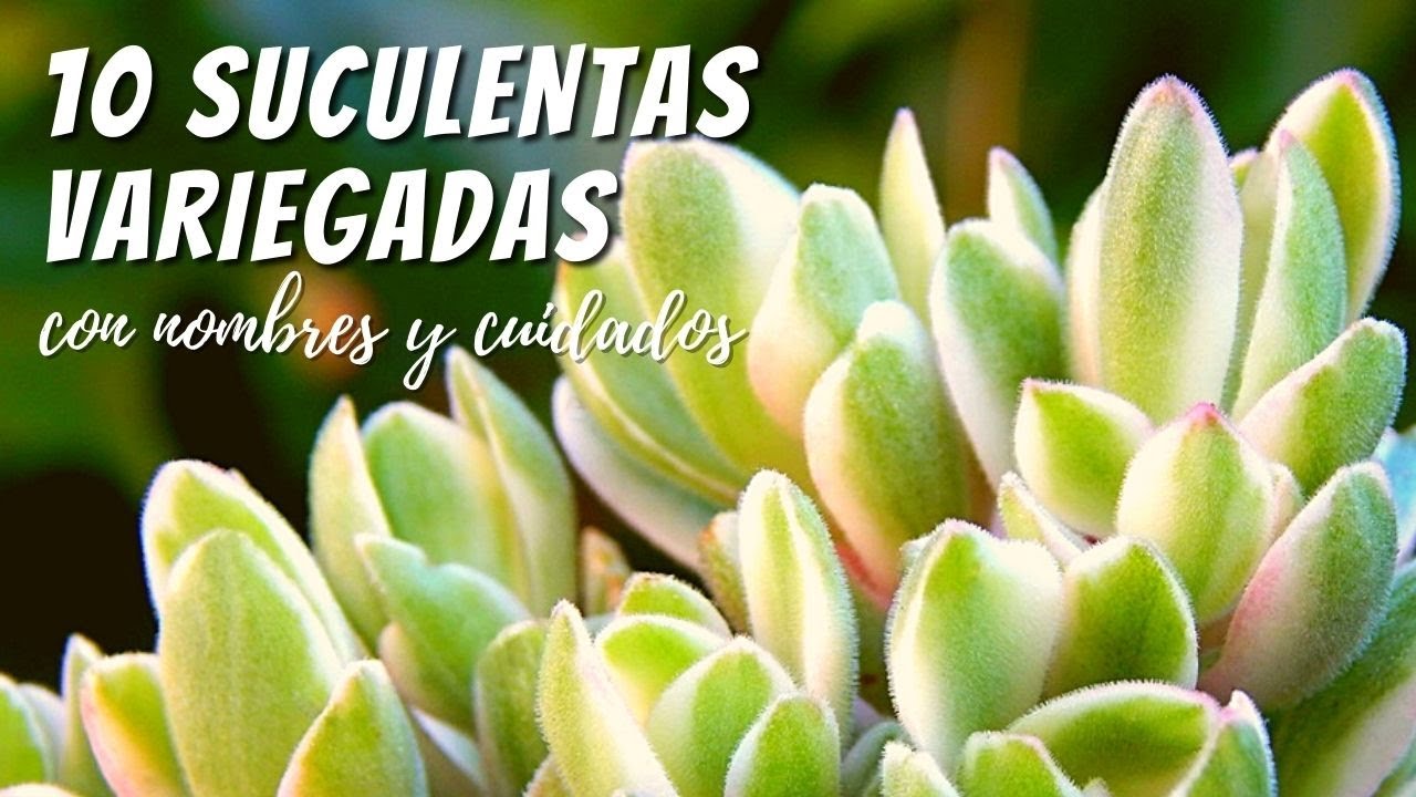 Suculentas variegadas con sus nombres y cuidados #RetoSucusVariegadas