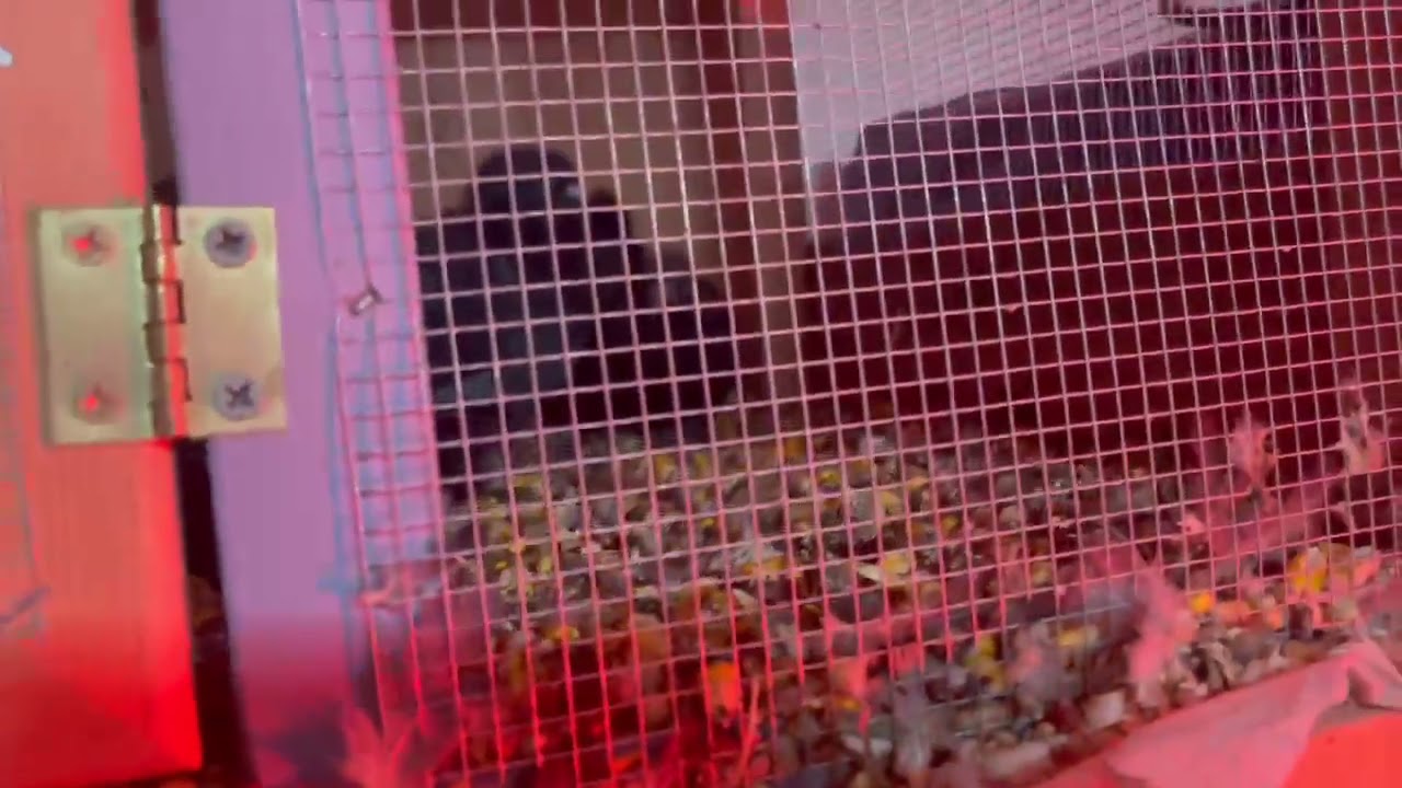 The baby pigeon have grown/ el bebe paloma ya esta grande