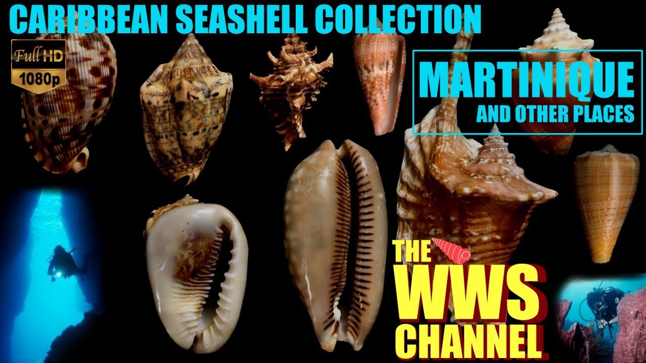 Caribbean Sea shells : Martinique & Lesser Antilles (2nd version)