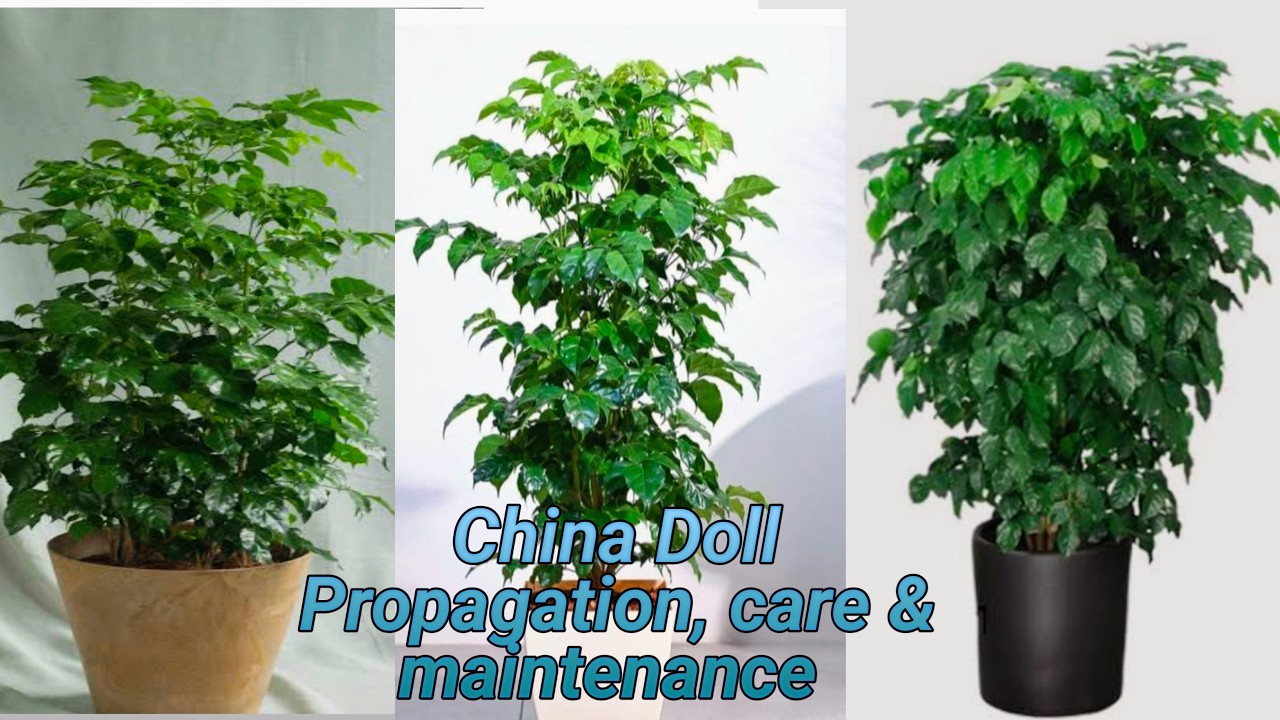Indoor plants China Doll care, soil structure & propagation 