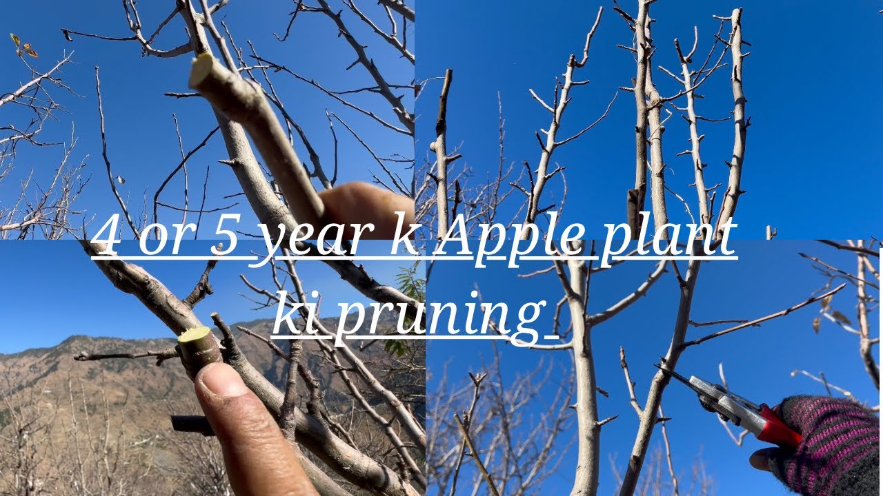Apple 🍎 Pruning Part3|| 4 or 5 Saal k Apple and Pear Plants ki Pruning||@sonu0017