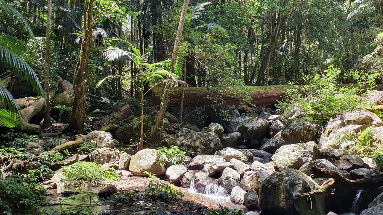 Brushbox Falls Rainforest Walk