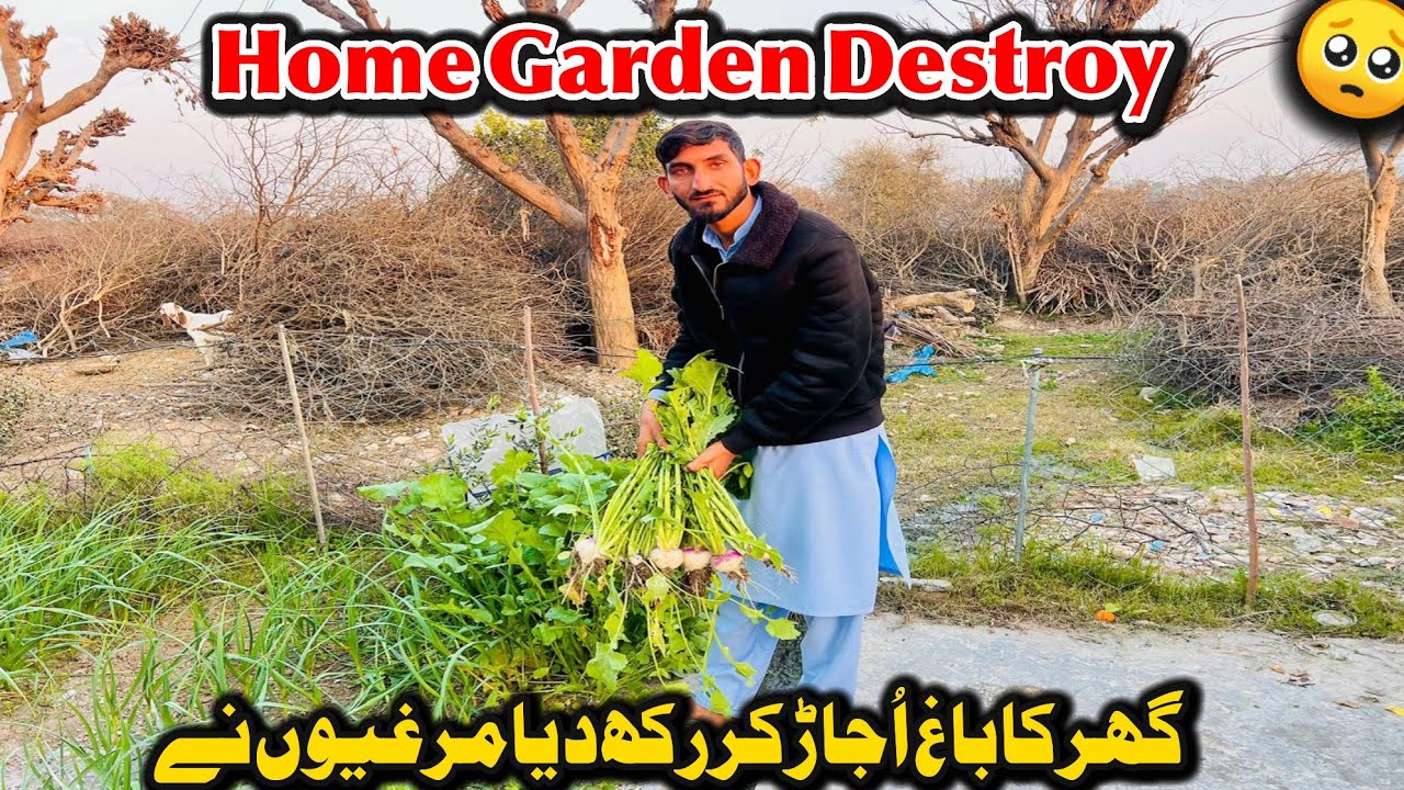 The Chicken's Destroy our Home Garden Vegitables 🥺 Funny 🤣 Family vlog 