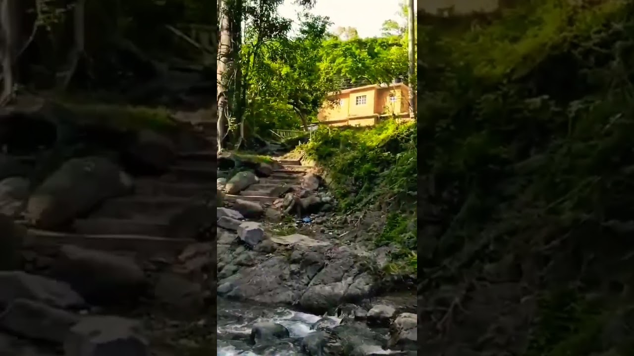 In The Hills Of St Andrew Jamaica #nature