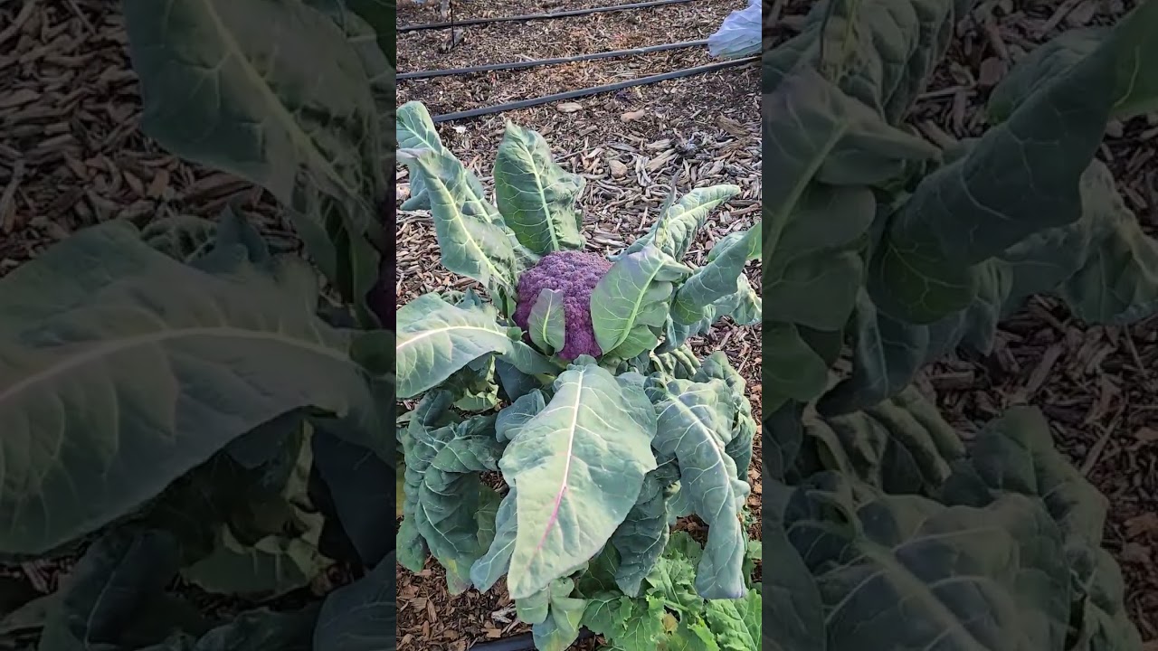 Short garden update for January 