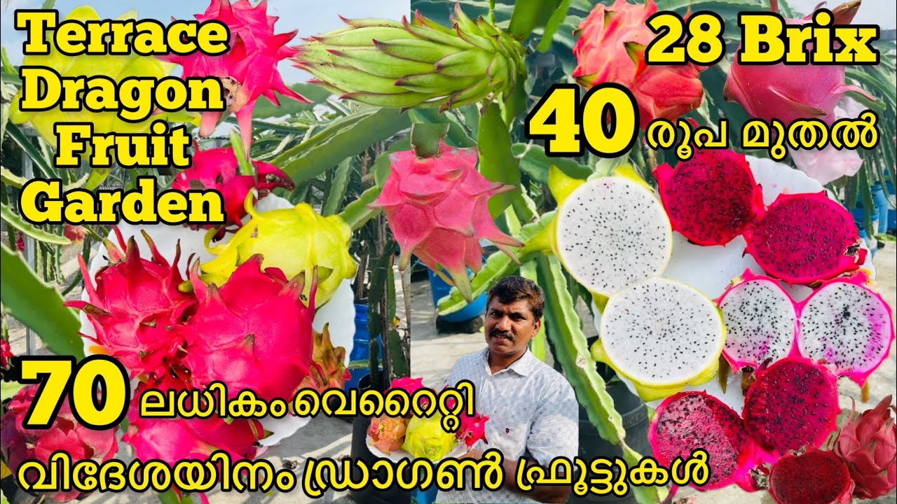 14 brix മുതൽ 28 brix വരെയുള്ള ഡ്രാഗൺ ഫ്രൂട്ടുകളുടെ തൈകൾ വിൽക്കുന്ന നഴ്സറി|ഡ്രമ്മിൽ നിന്ന് 100 കിലോ