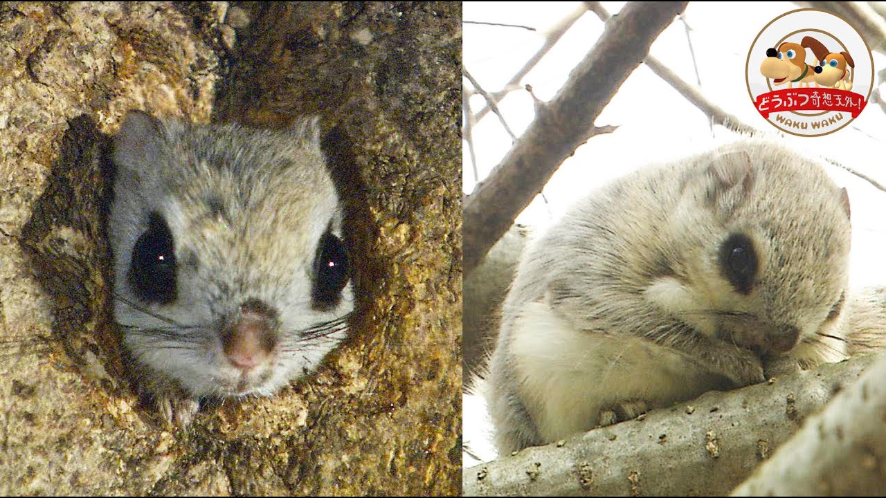 【北海道のかわいい動物】空飛ぶエゾモモンガを撮影！恋の季節と赤ちゃん成長記【どうぶつ奇想天外／WAKUWAKU】