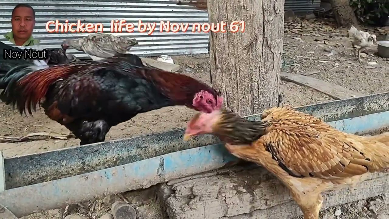 A joyful moment for chickens with the food they love 61