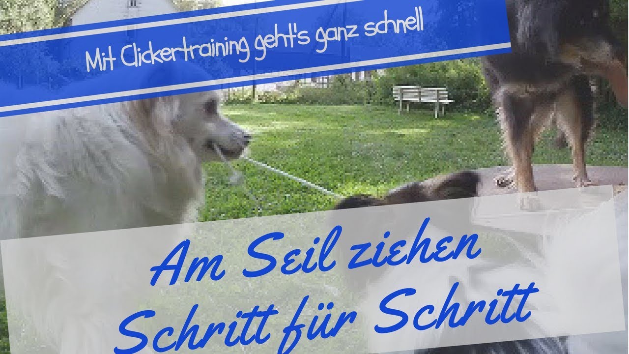Tricktraining Hund | Am Seil ziehen | Mein lieber Hund