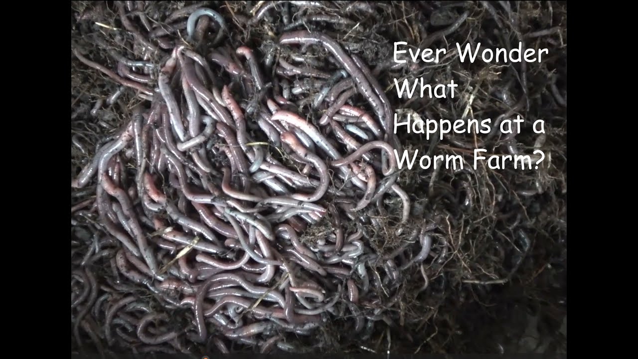 Brut Worm Farms Explained