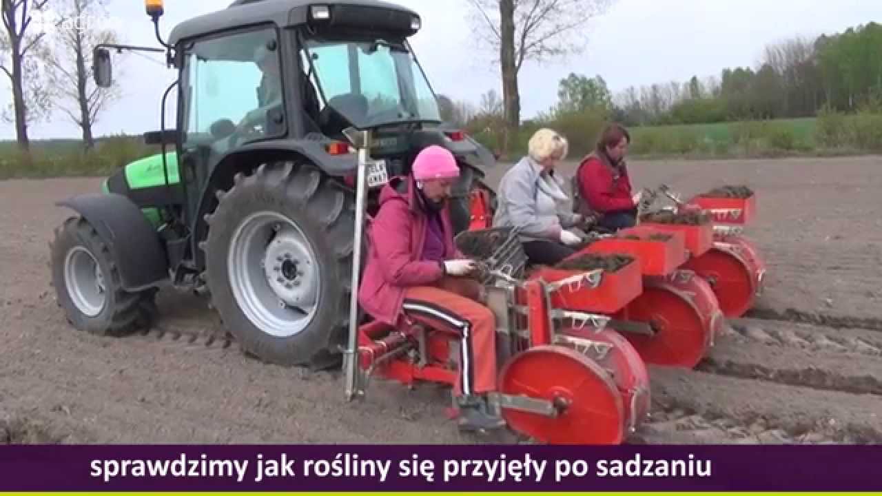 Sadzenie truskawek, frigo A, sadzarka   część I