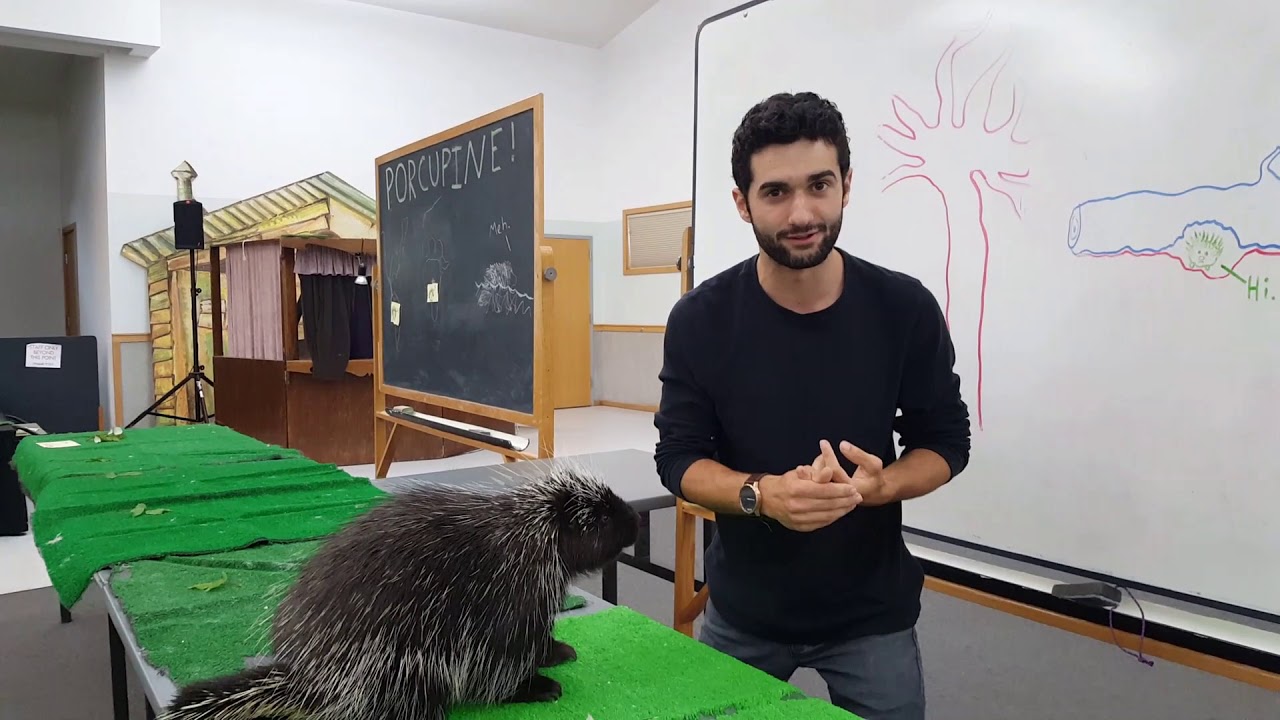 Porcupines  All You Need To know