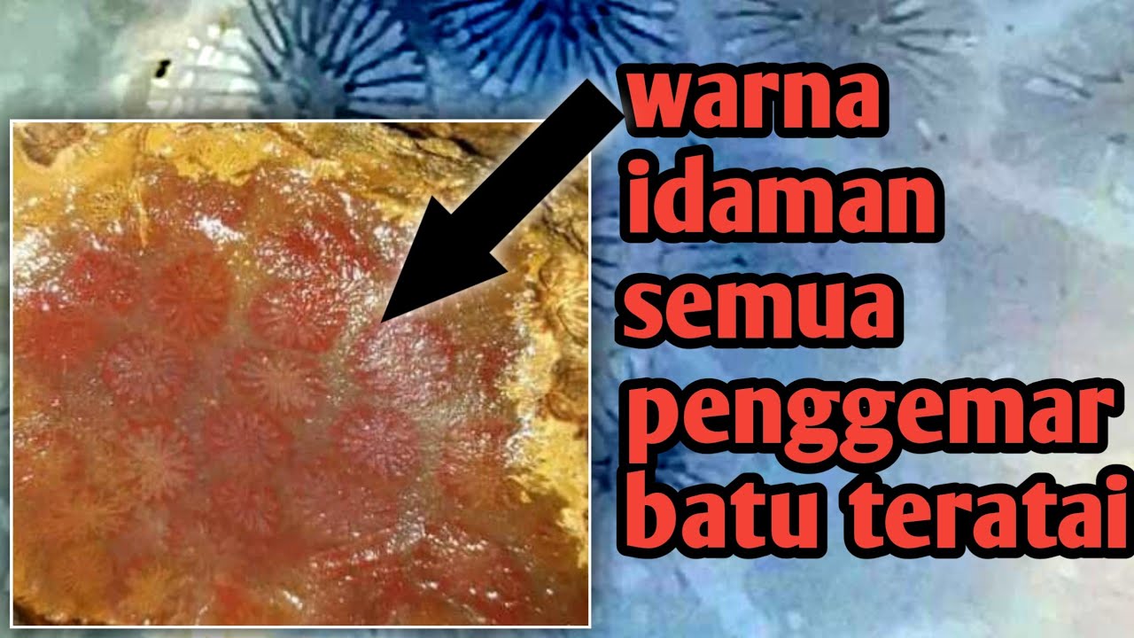Cara melihat warna batu teratai yang digemari