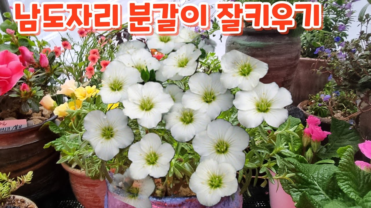 남도자리 분갈이 키우기 돈키호테야생화