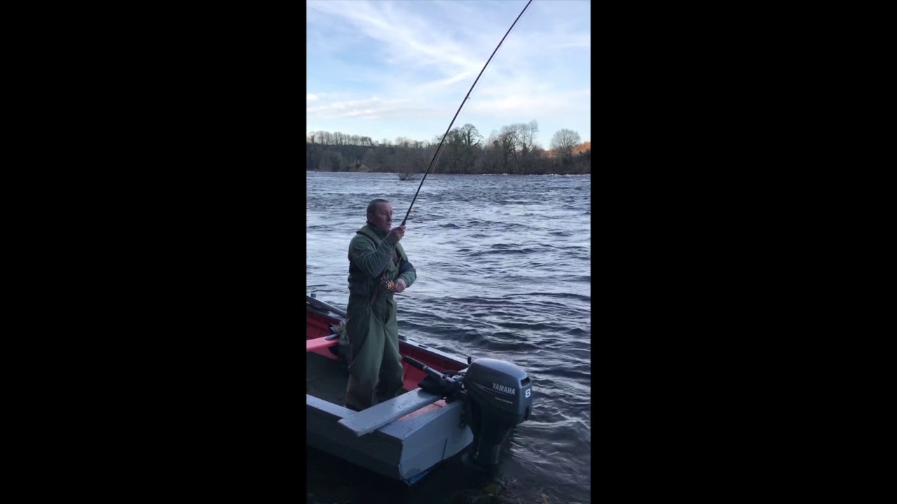 Salmon Fishing Scotland First spring landed on Stanley beats, Tay, Perthshire 2020.