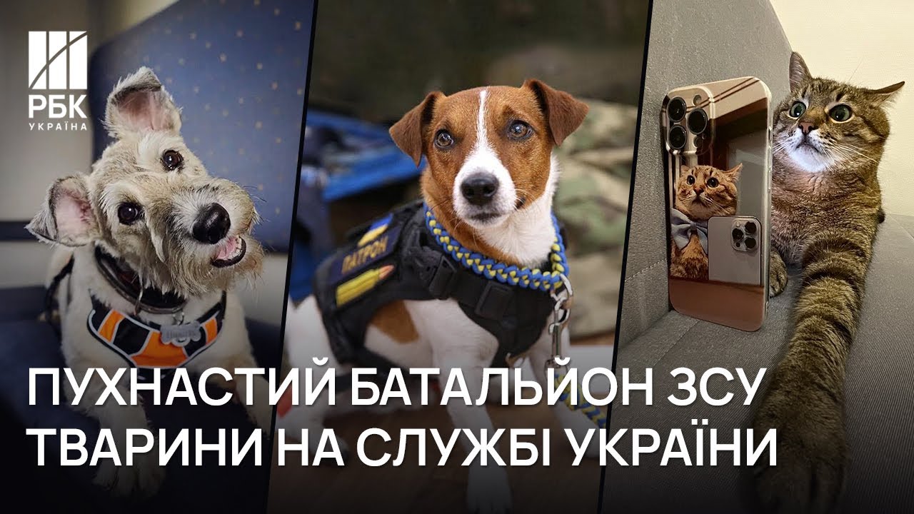 🐶🐱 Патрон и Степан - воины ВСУ / животные на войне в Украине / Блог РБК-Украина