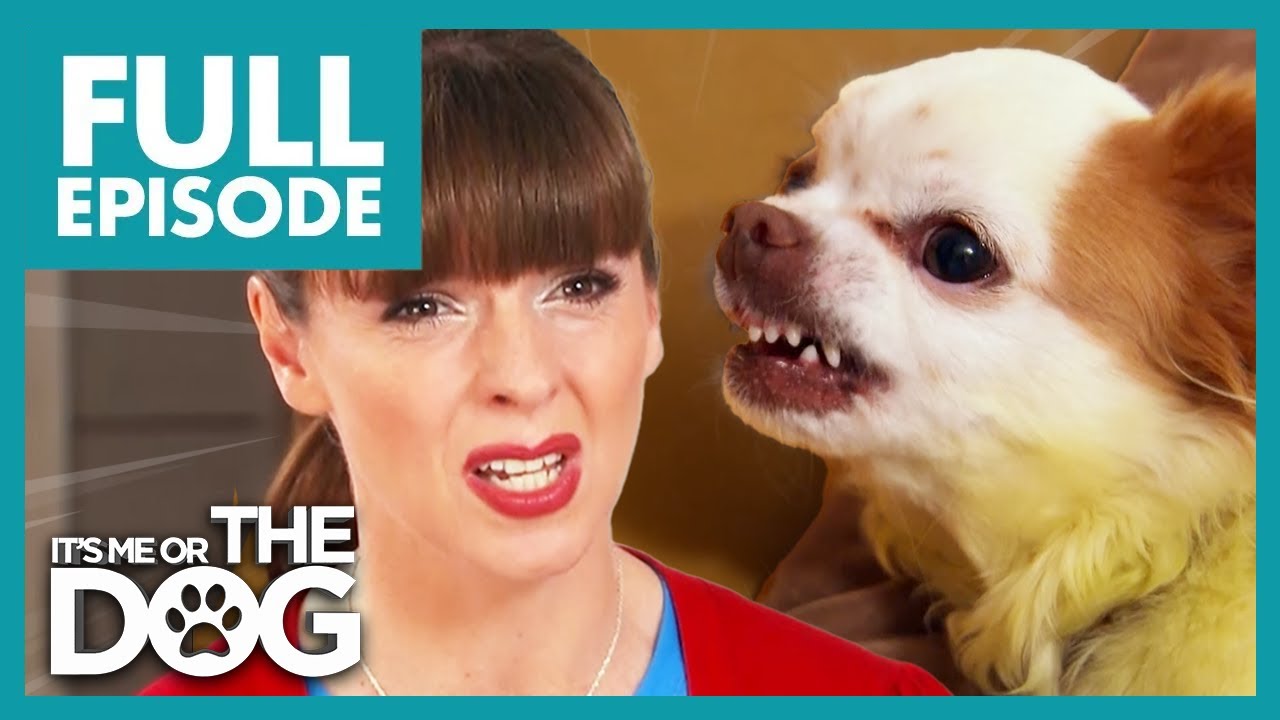 'KILLER' Chihuahua Attacks Anyone Who Comes Near! | Full Episode USA | It's Me or The Dog