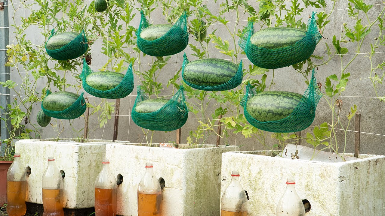 The Secret Trick to Grow Sweet, Juicy Watermelons Fast—No Garden Needed!