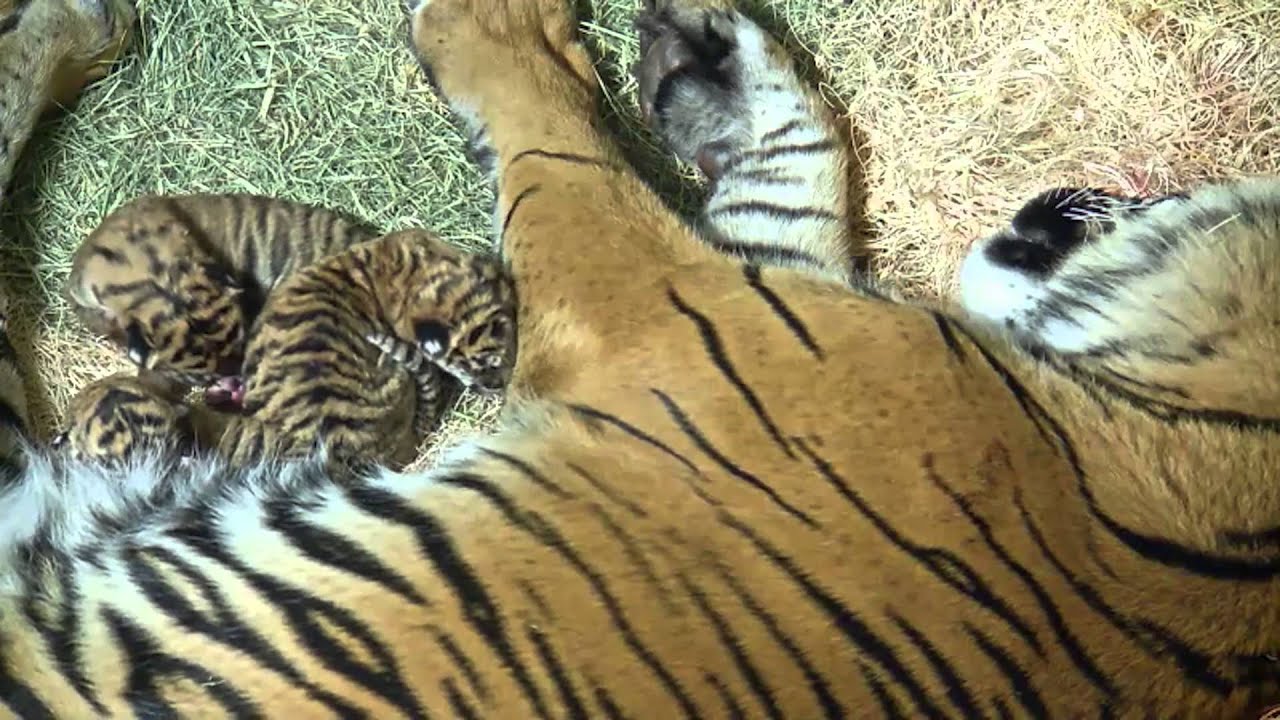 LIVE Tiger Birth Footage