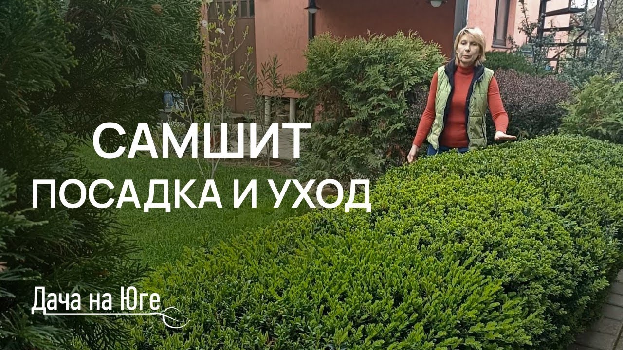 Дача на Юге - САМШИТ - уход и посадка