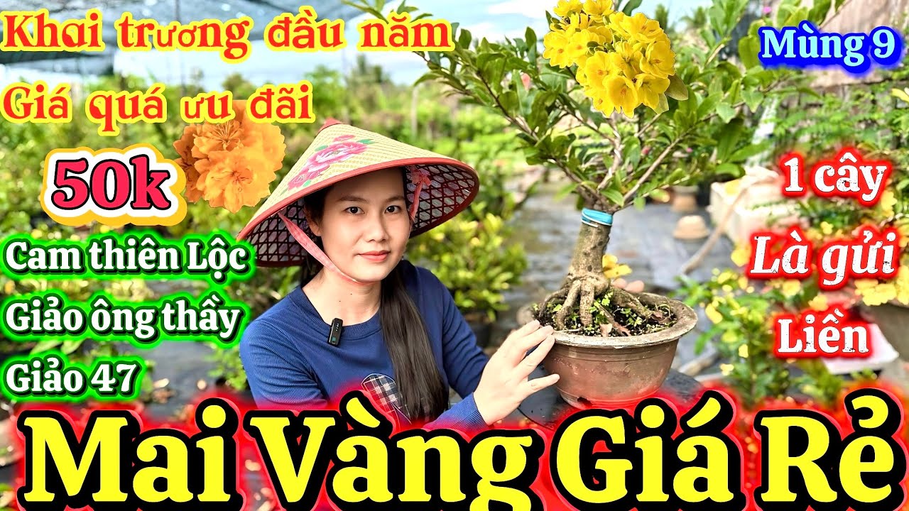 Mùng 9.MAI VÀNG GIÁ RẺ ☎️077 787 2948 Kim Duyên 🎄Mai giống  50k🎄giảo 47🎄ông thầy🎄Cam thiên Lộc