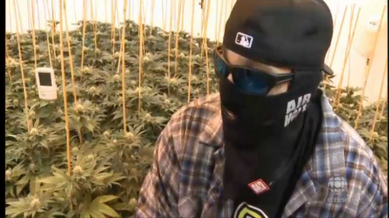 Canada Medical Marijuana turn into 1.4$ Billion Business
