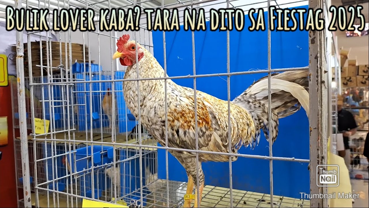 Bulik lover kaba? Tara na dito sa Fiestag 2025