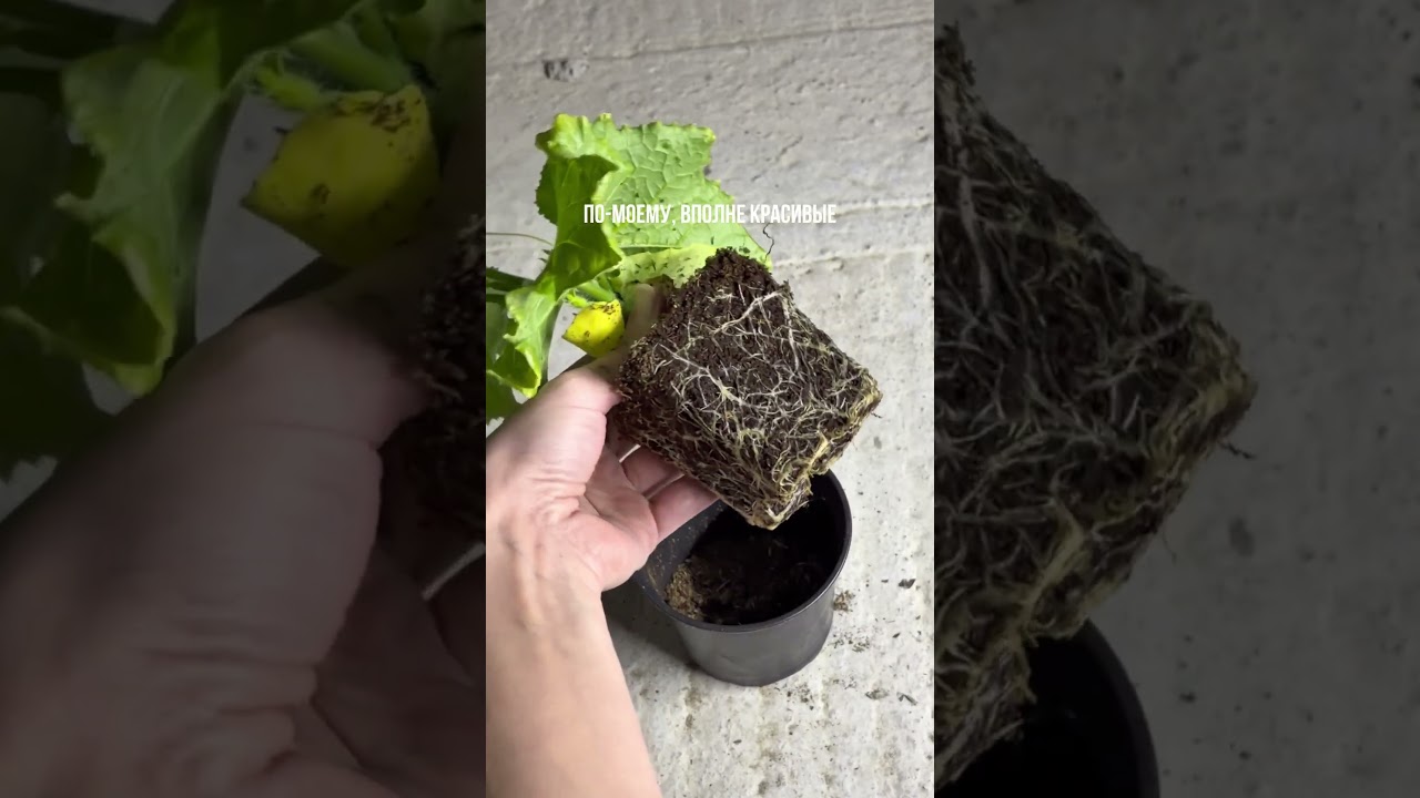 Выращиваем ОГУРЕЦ в подвале! 🥒🏚️