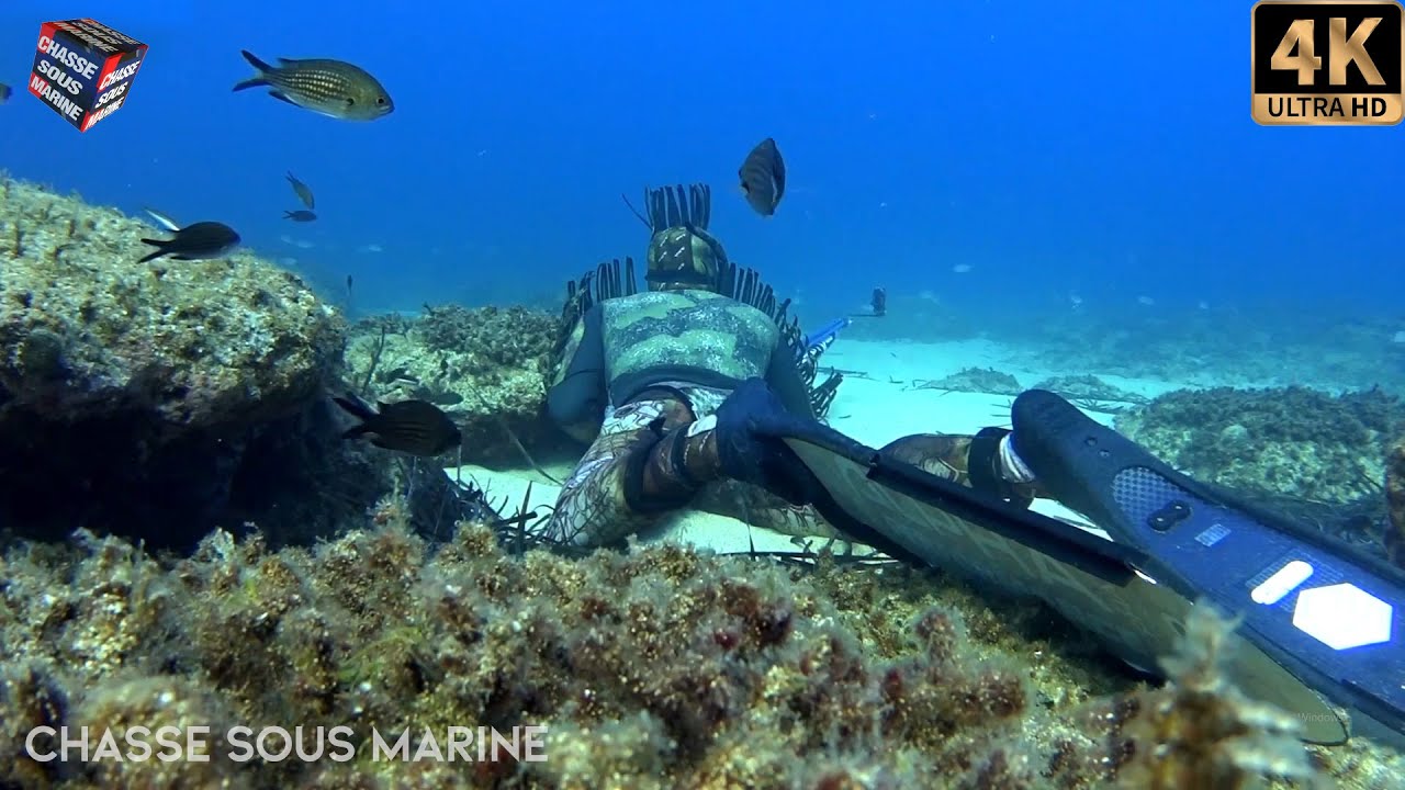 CHASSE SOUS MARINE Mediterranee Pièges de pêche illégaux poisson petit fond