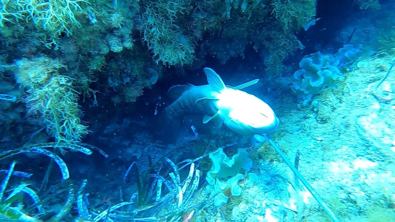 Ahtapot- Beyaz Lahos-Kara Lahos- Octopus- White - Mottled Grouper Spearfishing - Zıpkına Balık Avı