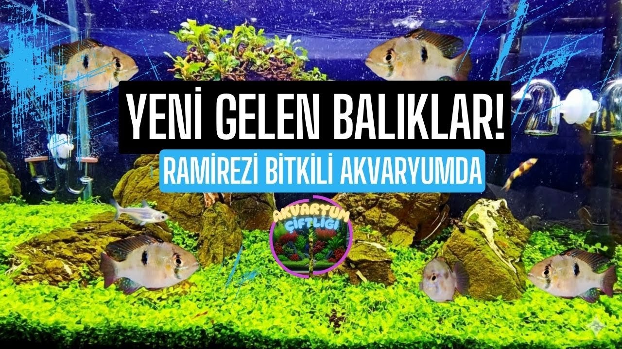 Yeni Gelen Balıkları Akvaryuma Alıştırdık! Ramirezi Hi-Tech Bitkili Tankta