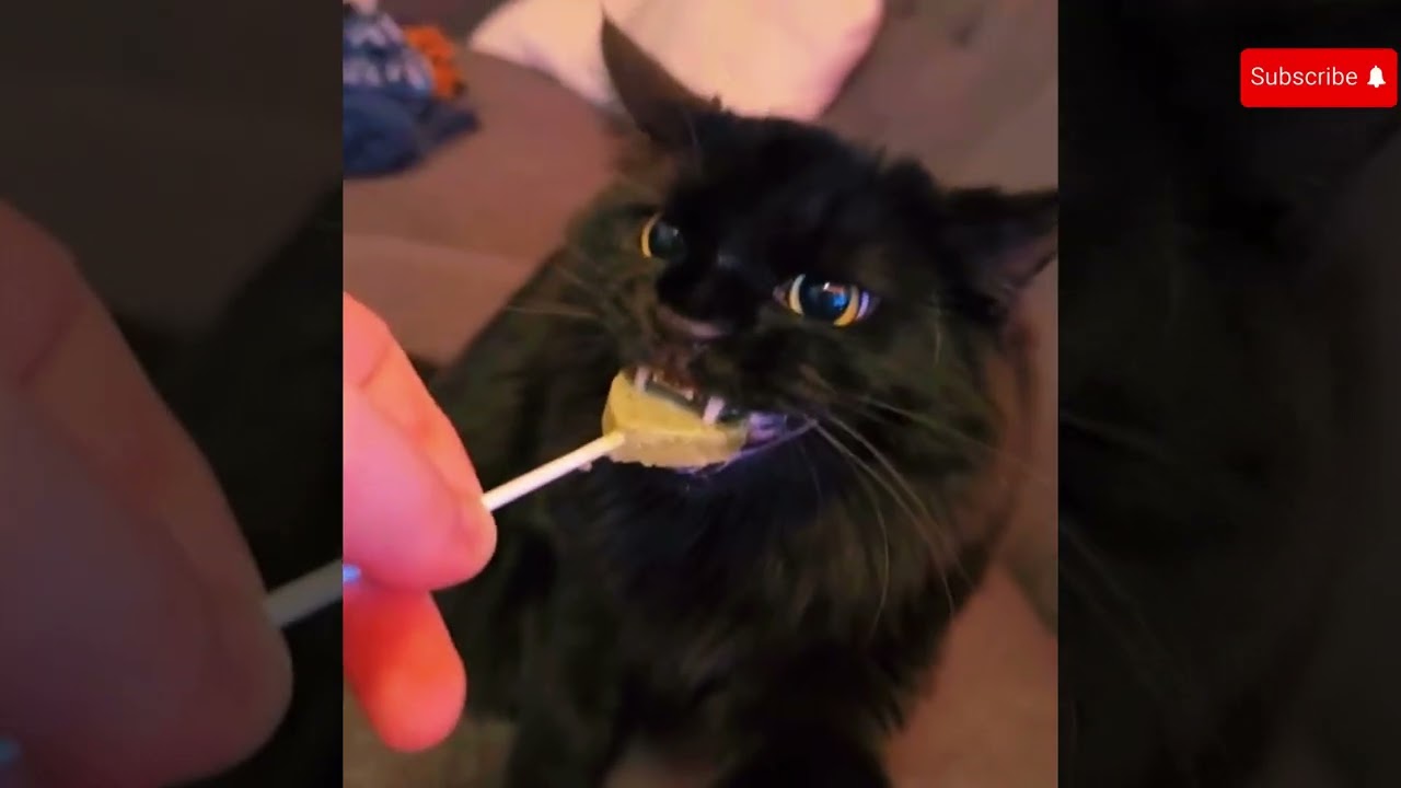 LUSTIGE Videos, s&uuml;&szlig;e TIERE😍 2025 URKOMISCHE lustige Videos MIT HUNDEN &&nbsp; KATZENMOMENTEN #03